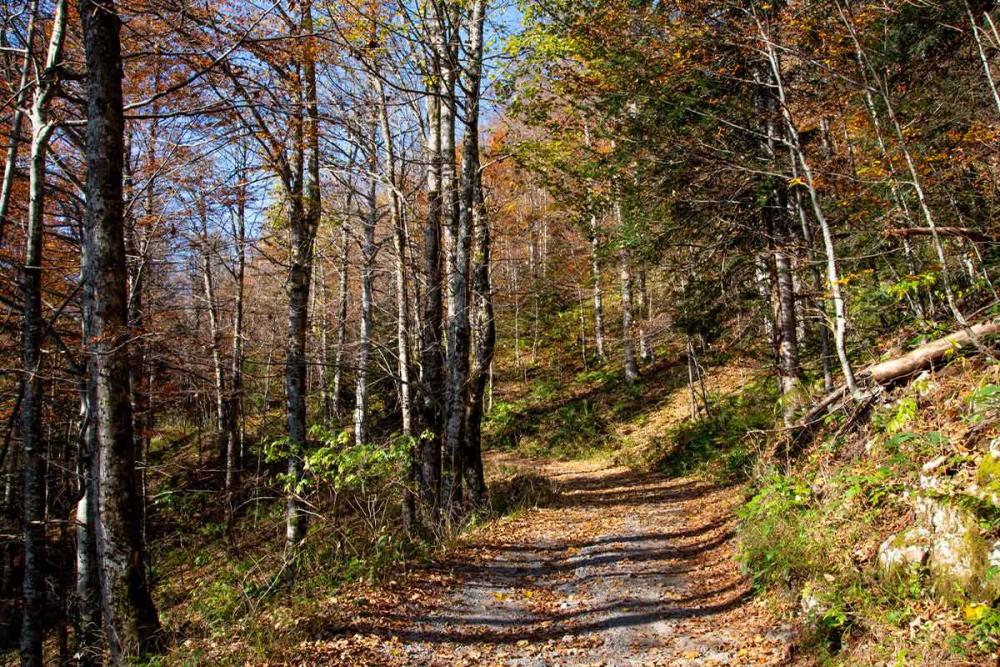 Touratech_Motorrad_Hoyer_Kroatien_krk_Wald