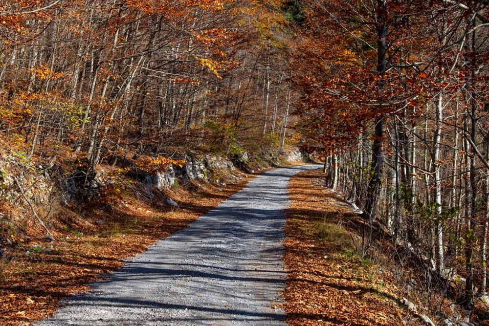 Touratech_Motorrad_Hoyer_Kroatien_krk_Wald2