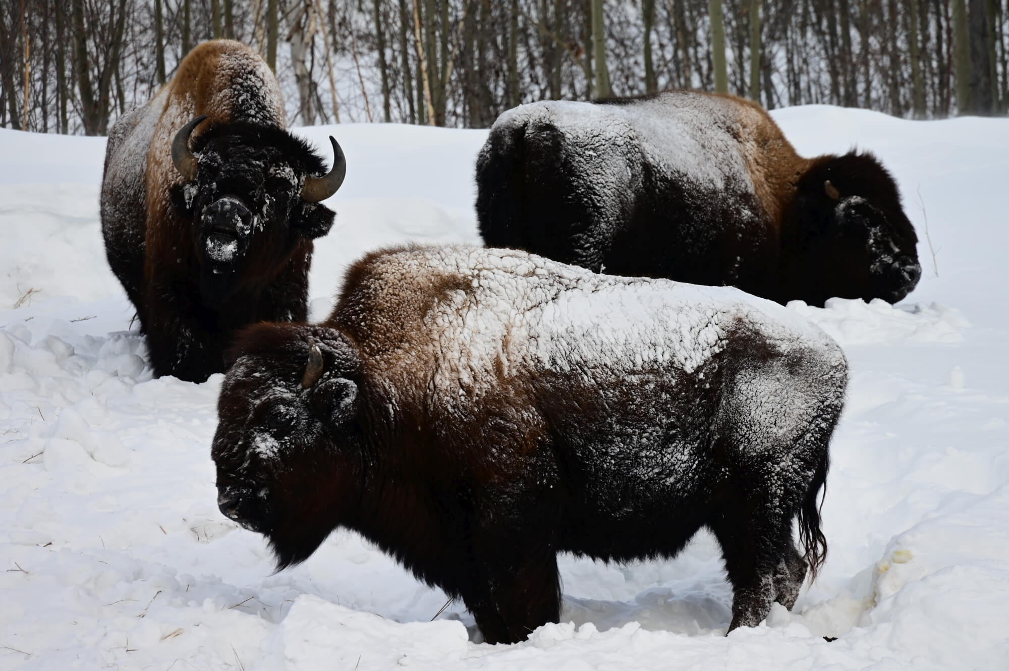 202203_Martin-Brucker_Alex-Guth_Kanada-Yukon-Dawson-City_28