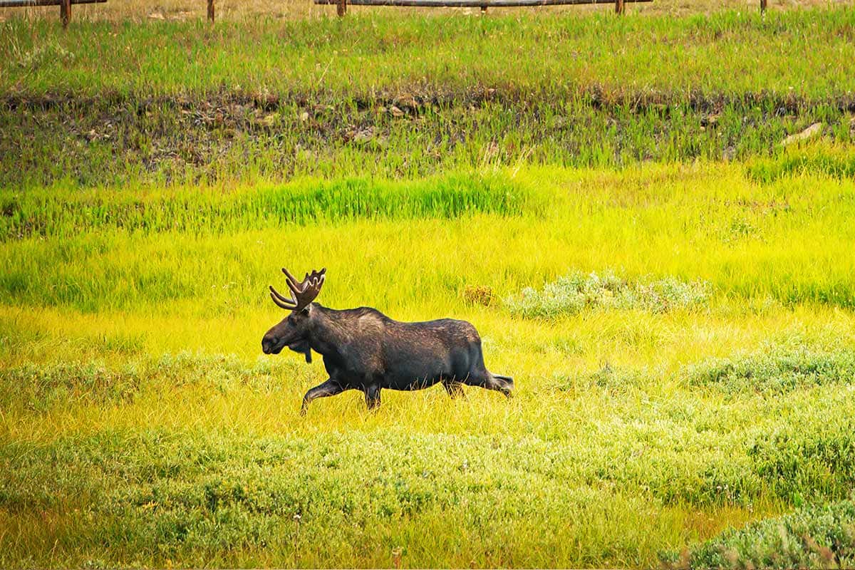 Weites-Land-BDR-Wyoming_Elch