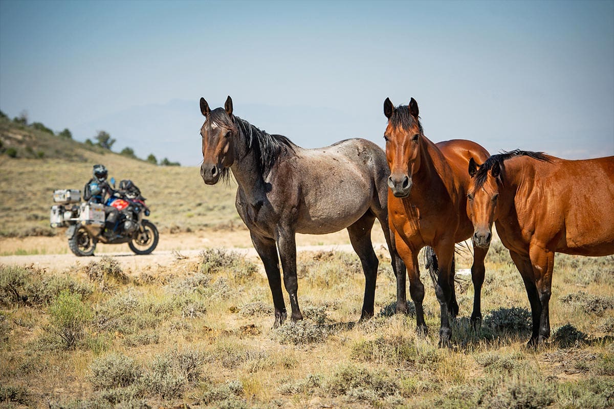 Weites-Land-BDR-Wyoming_Pferd