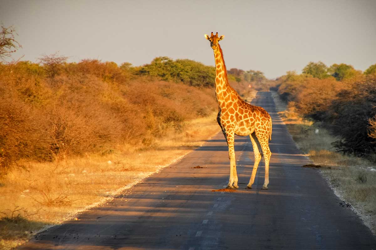Touratech_Motorrad_Afrika_Nationalpark_Giraffe